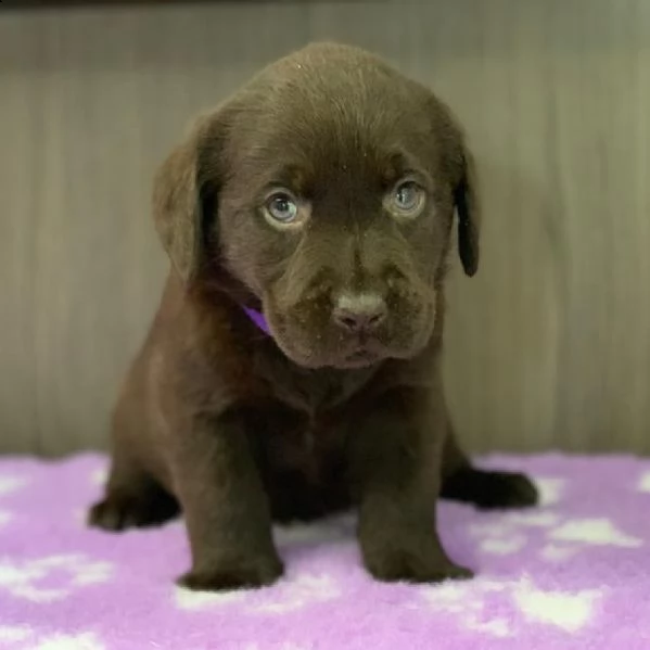 simpatici cuccioli di labrador retriever in adozione | Foto 0