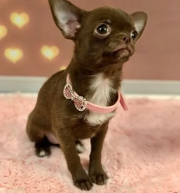 disponibili cuccioli di pelo liscio di prima classe