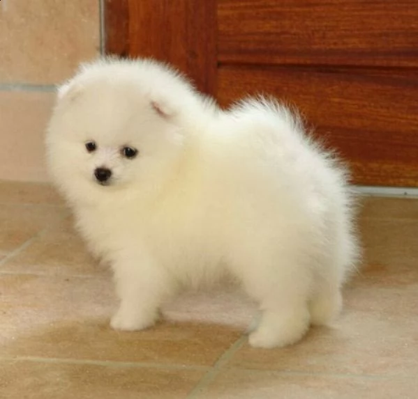 meravigliosi cucciolini di spitz di pomerania,