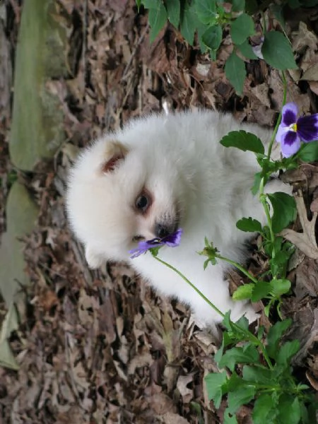 disponibili cuccioli volpino di pomerania 