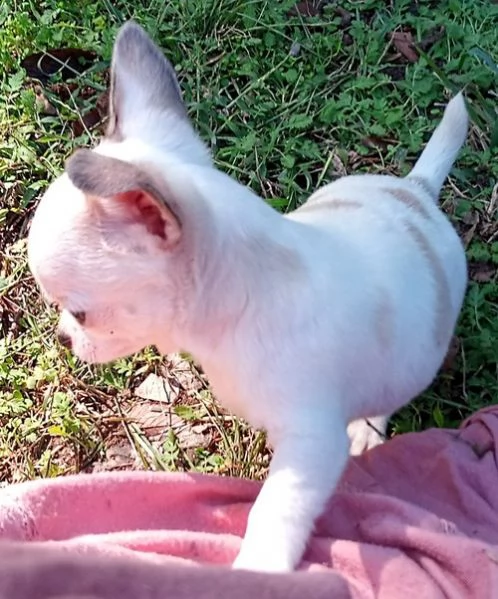 regalo chihuahua meravigliosi