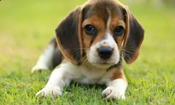  regalo cuccioli di beagle cuccioli di beagle , ancora disponibili un maschio e una femmina . i cucc