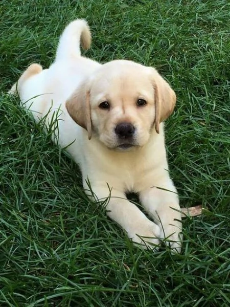   regalo cuccioli labrador bellissimi cuccioli di labrador di prima scelta in pronta consegna microc