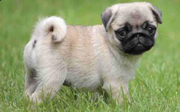  regalo cuccioli carlino ciao siamo un piccolo allevamento amatoriale abbiamo a disposizone degli sp