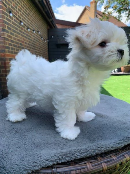 cuccioli maltese toy massimo 2kg e mezzo
