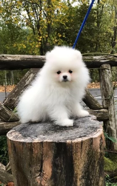 cuccioli di pomerania toy
