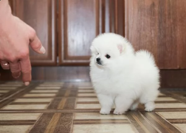 spitz pomerania maschio e femmina