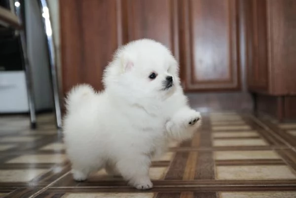 spitz pomerania maschio e femmina | Foto 0