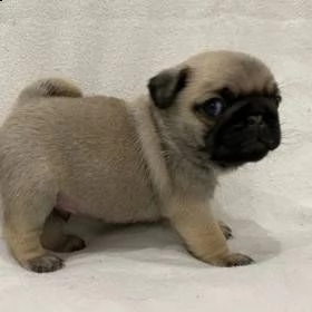 regalo carlino  | Foto 0