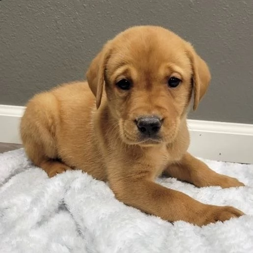 simpatici cuccioli di labrador retriever in adozione | Foto 0