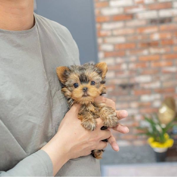 cuccioli di yorkie registrati per l'adozione | Foto 1
