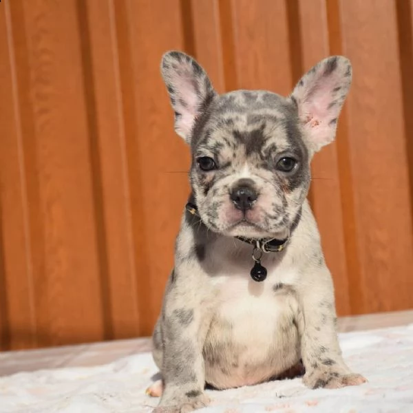 cuccioli di bulldog francese ben addestrati | Foto 2