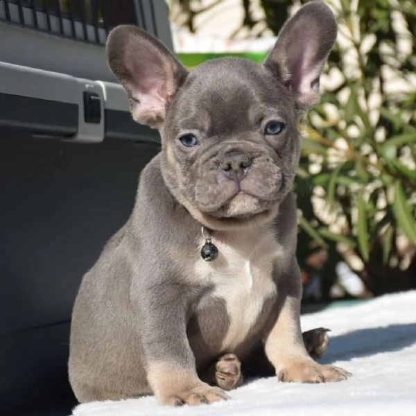 cuccioli di bulldog francese ben addestrati | Foto 0