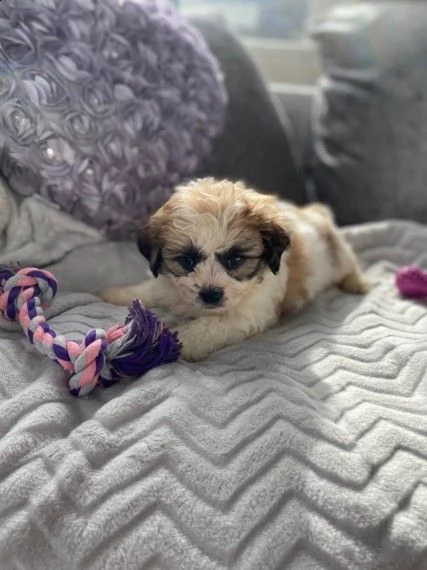 due cuccioli di razza shihtzu | Foto 0