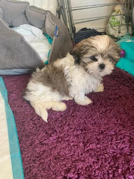 due cuccioli di razza shihtzu