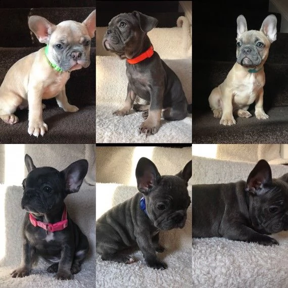 regalo cuccioli di cane a bulldog francese