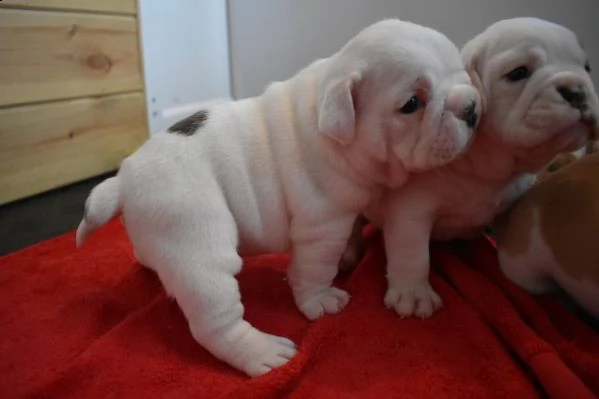 regalo bulldog inglese cuccioli disponibili