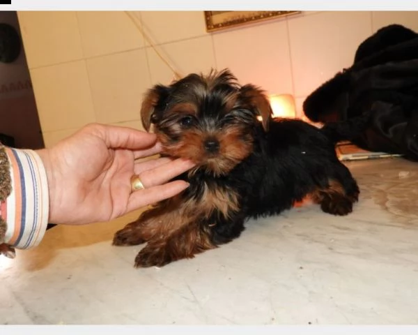 regalo yorkshire  | Foto 0