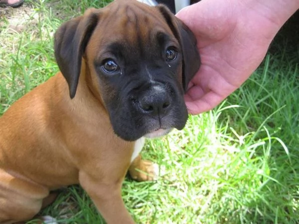 regalo boxer