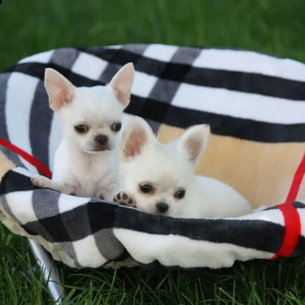 cuccioli di chihuahua