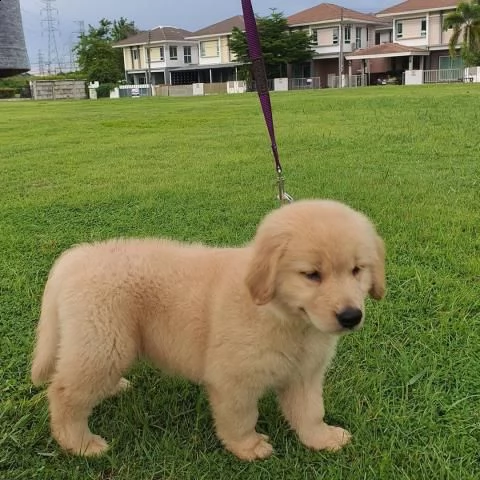 regalo cuccioli di golden