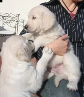 regalo cuccioli di golden | Foto 0