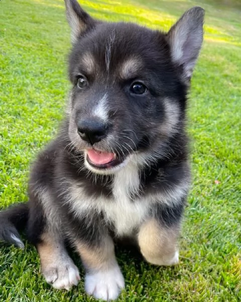 regalo cuccioli di razza siberiano husky consegna con il libretto sanitario,  il michrochip, vaccina