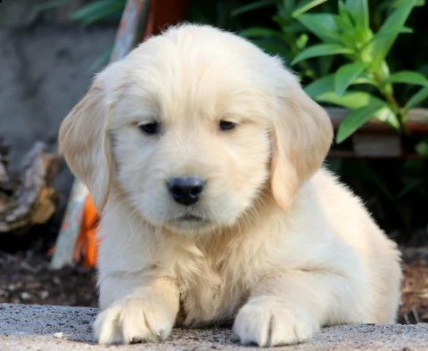 regalo golden retriever 