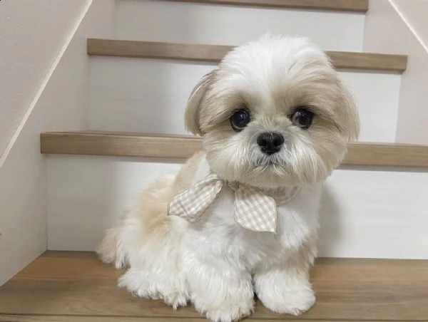 regalo cuccioli shih tzu avente : primi vaccini, passaporto, libretto sanitario, microchip. possibil