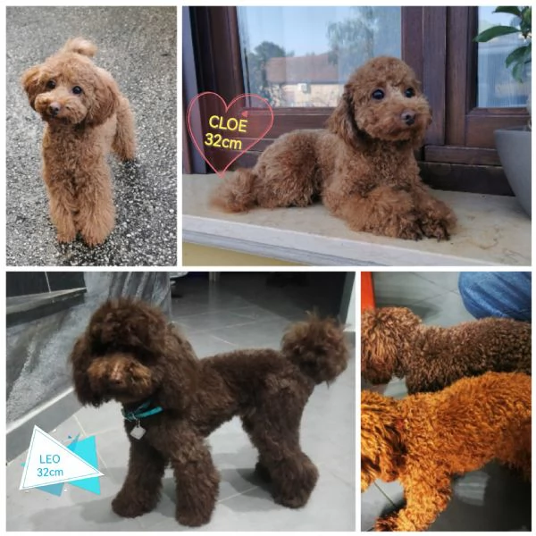 Barboncini nani | Foto 1