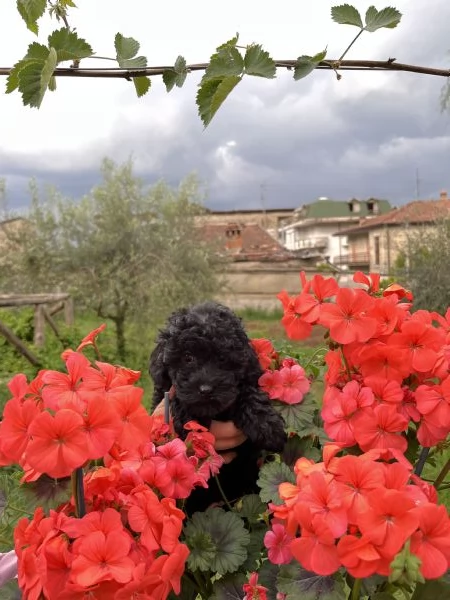 Barboncini nani | Foto 0