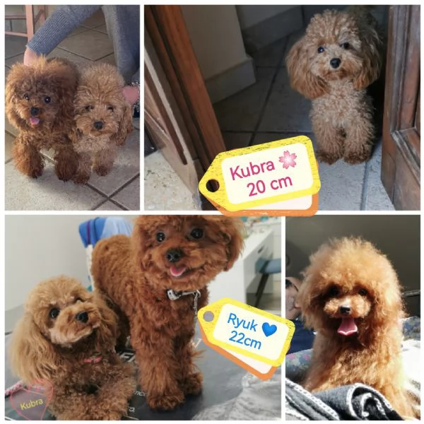 Barboncini minitoy  | Foto 1