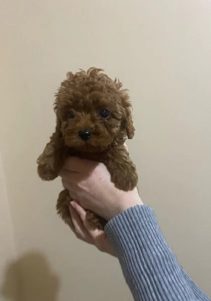 Barboncini minitoy  | Foto 0