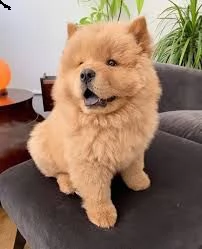 regalo chow chow