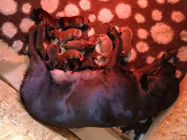 Allevamento Oakenheart labrador cuccioli disponibili | Foto 6