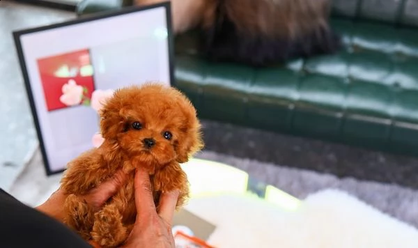  cucciolo di barboncino toy  | Foto 0