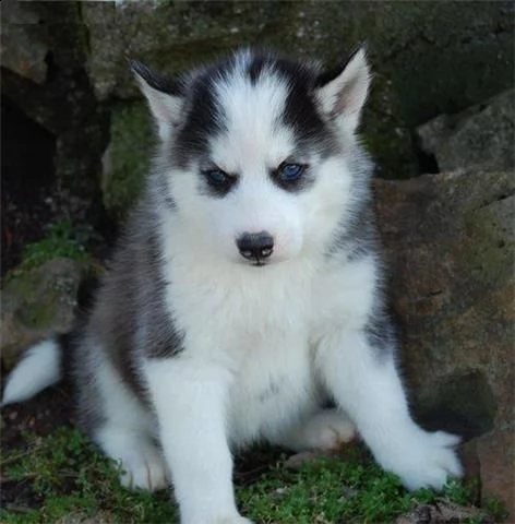  husky siberiano  | Foto 0