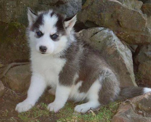  husky siberiano 