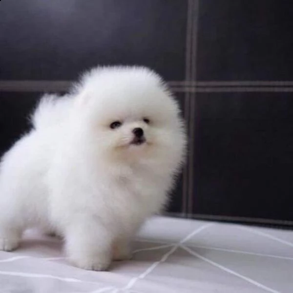 cuccioli pomerania bianchi  | Foto 0