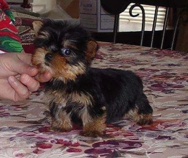 cuccioli di yorkie terrier