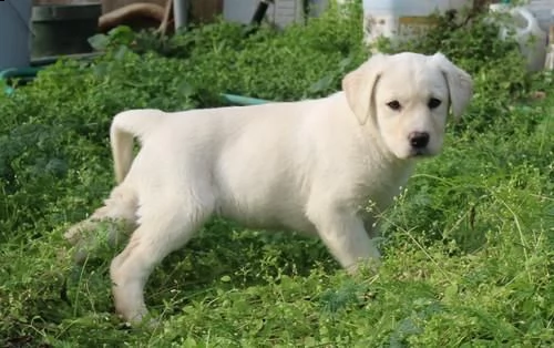 cuccioli di labrador retriever