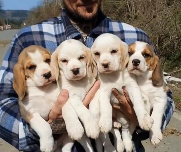 cuccioli di beagle tricolore