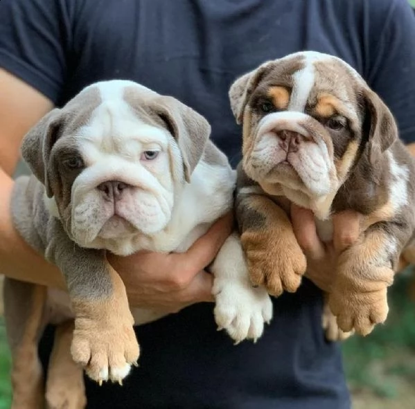 cuccioli di bulldog inglese