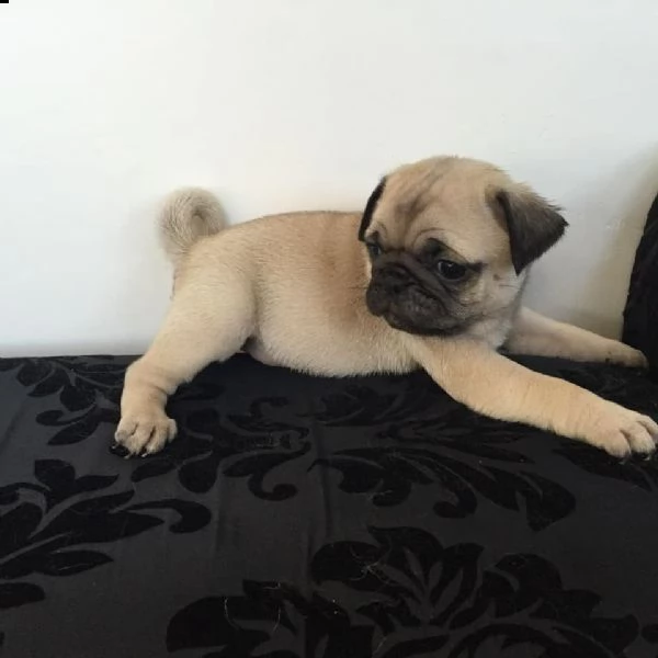 regalo carlino  | Foto 0