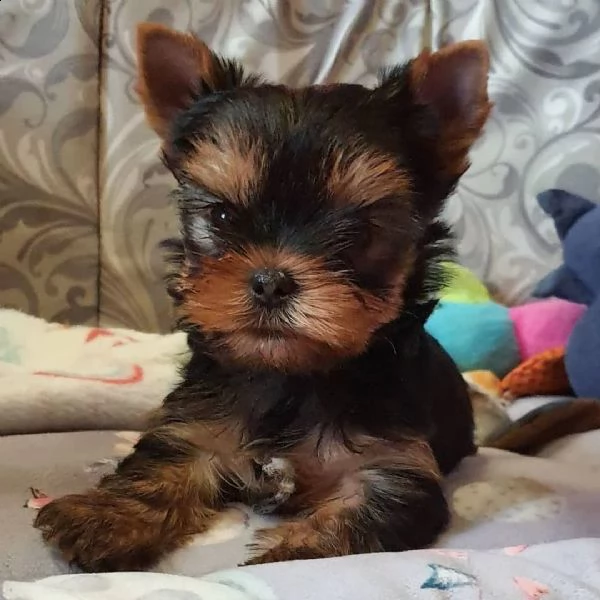 vendo cuccioli di yorkie | Foto 0