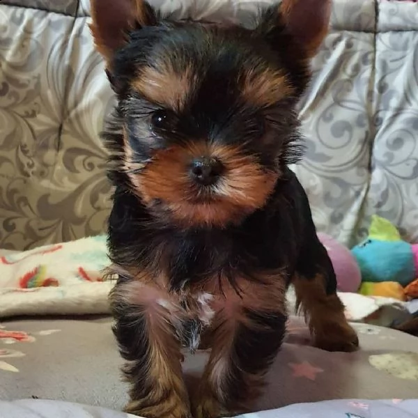 vendo cuccioli di yorkie