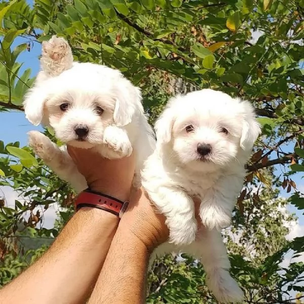 cuccioli di razza maltese tre mesi