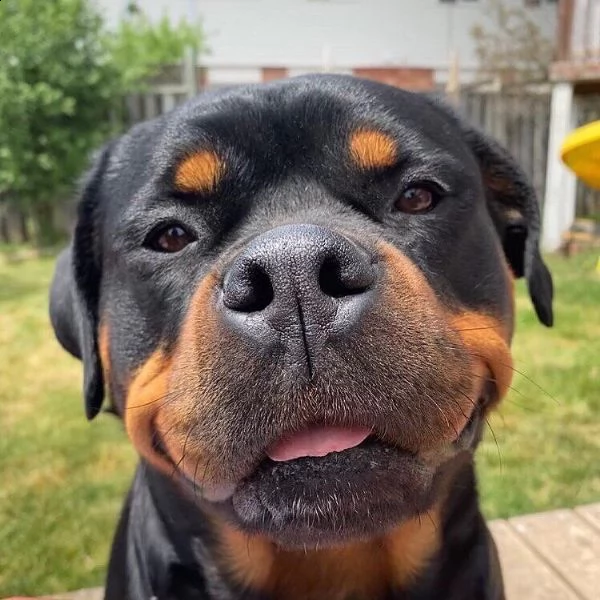 regalo cuccioli di tipo rottweiler con i capelli corti cuccioli di rottweiler, capelli corti e tutto