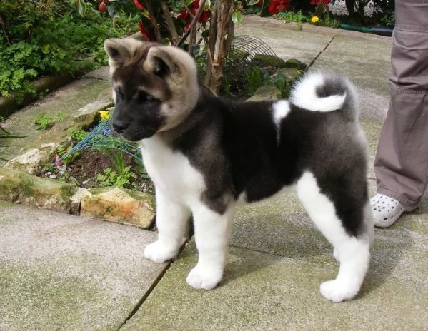 regalo akita-inu  | Foto 0