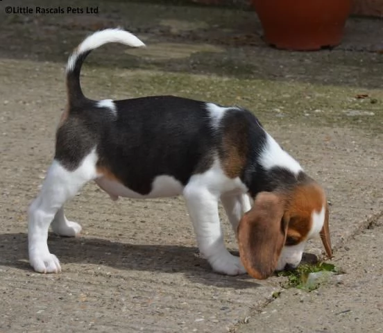 2regalo beagle 